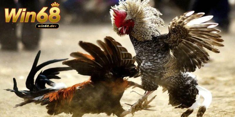 Đá gà cựa sắt Win68 - Đấu trường kịch tính không thể bỏ lỡ 4 Làm chủ game đá gà cựa sắt tại Win68